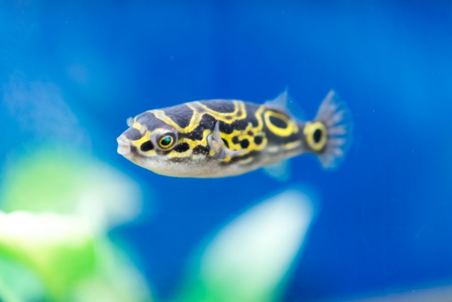 青い背景の水槽内を泳ぐ黄色い模様のフグの仲間