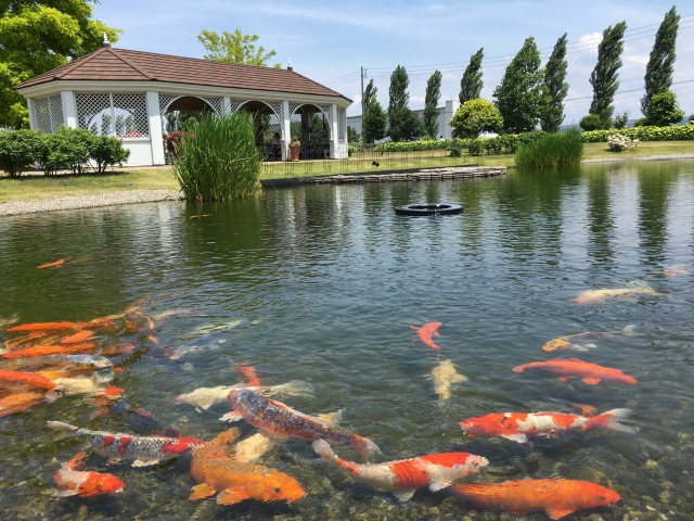 公園の池を泳ぐ色鮮やかな錦鯉と白い東屋の風景