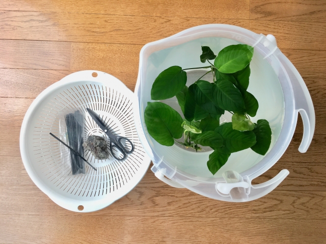 バケツに入ったアヌビアス類とハサミなどの水草手入れ道具