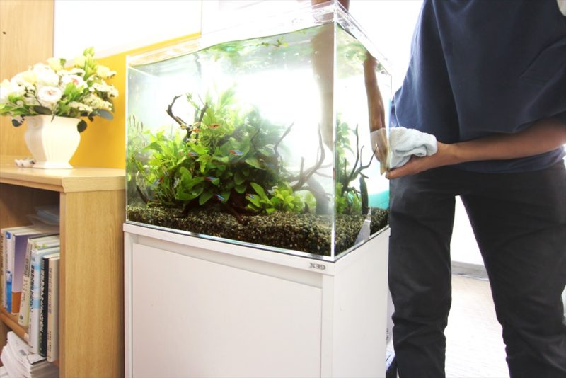 布で水槽のガラス面を掃除するスタッフの手元