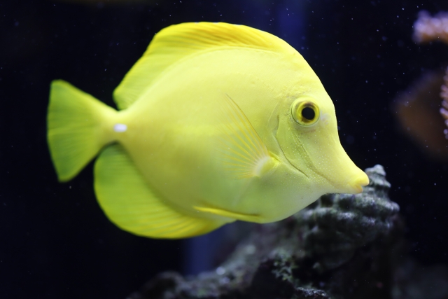 水槽内を泳ぐ黄色い海水魚のキイロハギの仲間