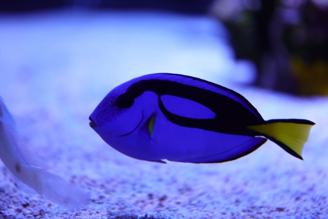 青い体色と黄色い尾びれが特徴の海水魚ナンヨウハギ