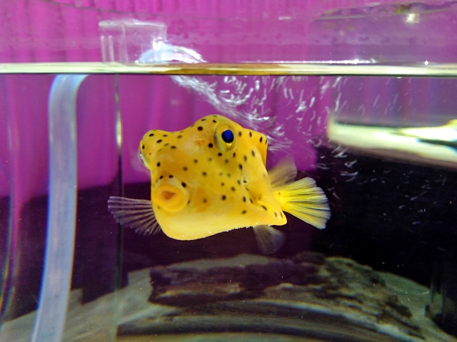 水槽内を泳ぐ黄色いハコフグの仲間の正面写真