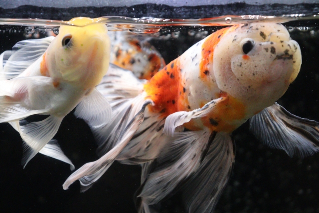 水面に口を寄せる三色模様の金魚と白い金魚