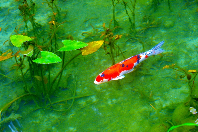 水草が茂る池を泳ぐ紅白の錦鯉と浮き草の風景