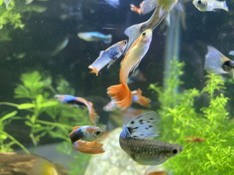 水槽内を泳ぐ色とりどりのグッピーと緑の水草