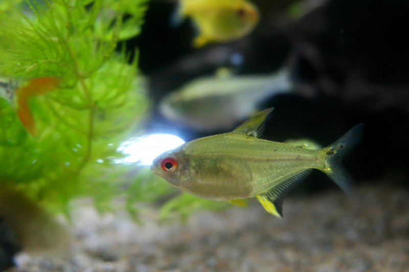 水草の横を泳ぐ小型カラシンと底砂の熱帯魚水槽