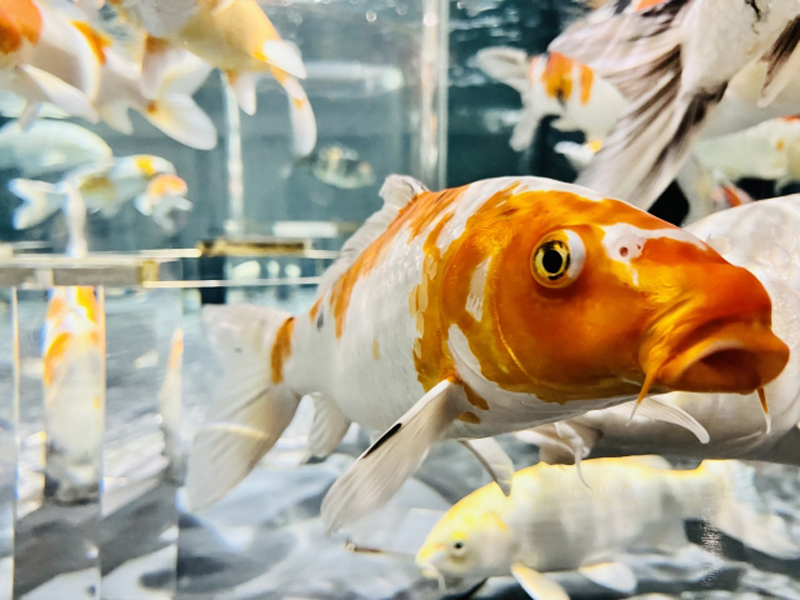 水槽内を泳ぐ赤と白の模様の錦鯉と周囲の魚群