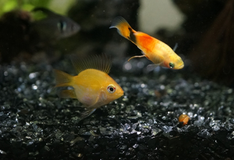 黒い砂利の上を泳ぐ黄色い熱帯魚とオレンジ色の魚