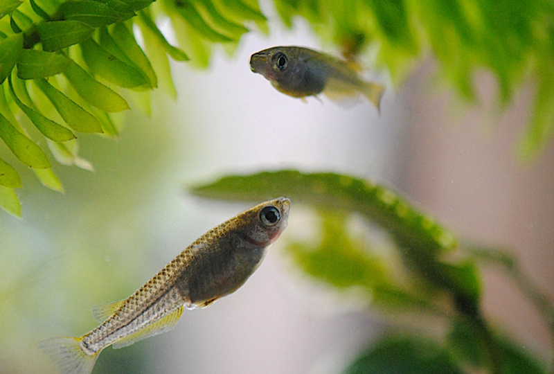 水草の間を泳ぐ2匹のメダカと緑色の水草の葉面
