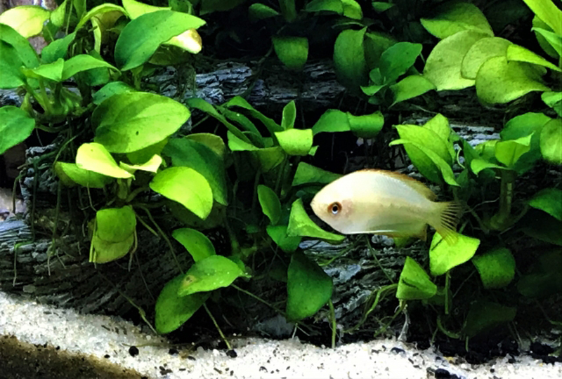 アヌビアス類の間を泳ぐ白い熱帯魚と底砂の風景