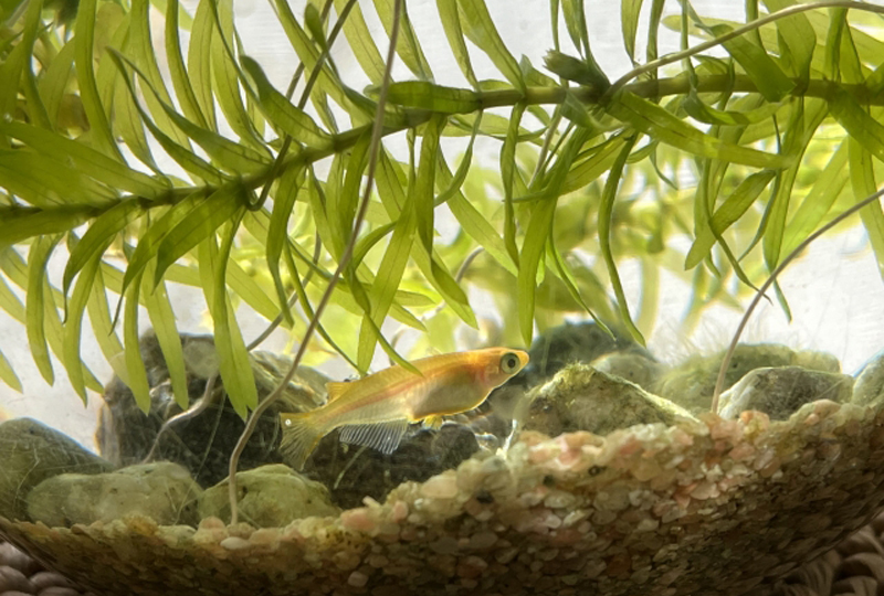 水草の下を泳ぐメダカと底砂に置かれた石の風景