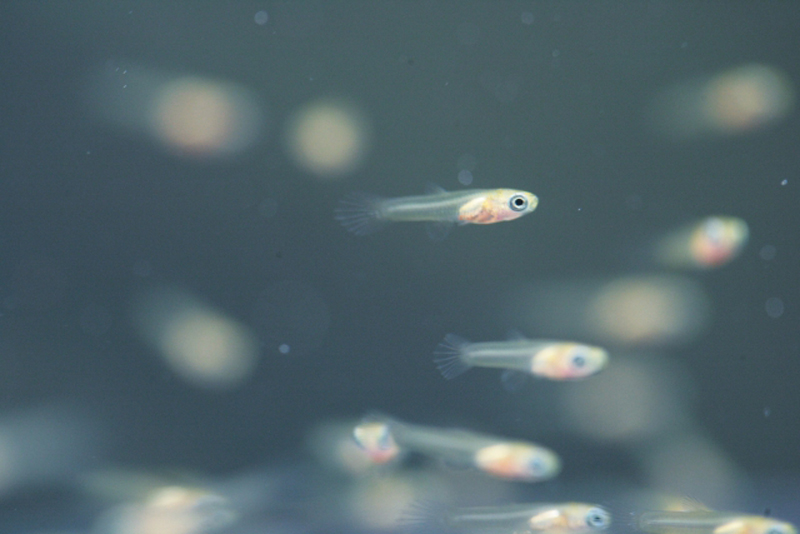 水中を群れで泳ぐメダカの稚魚の姿