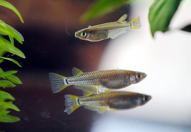 水草の茂る水槽内を泳ぐメダカと数匹の小型魚の姿