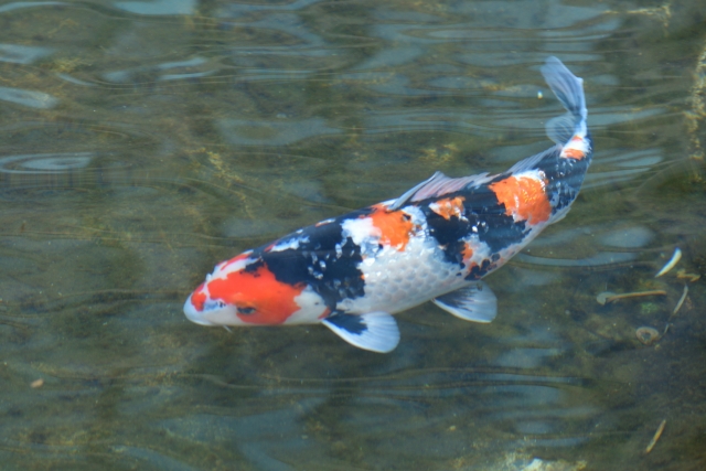 池を泳ぐ赤と黒の斑点模様がある錦鯉の姿