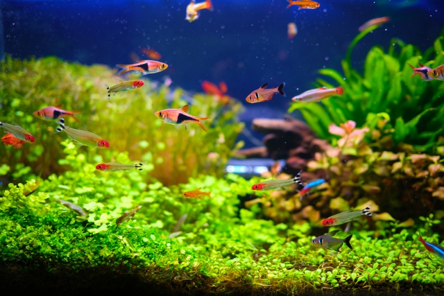 水草が茂る水槽内を泳ぐ小型カラシンや熱帯魚の群れ