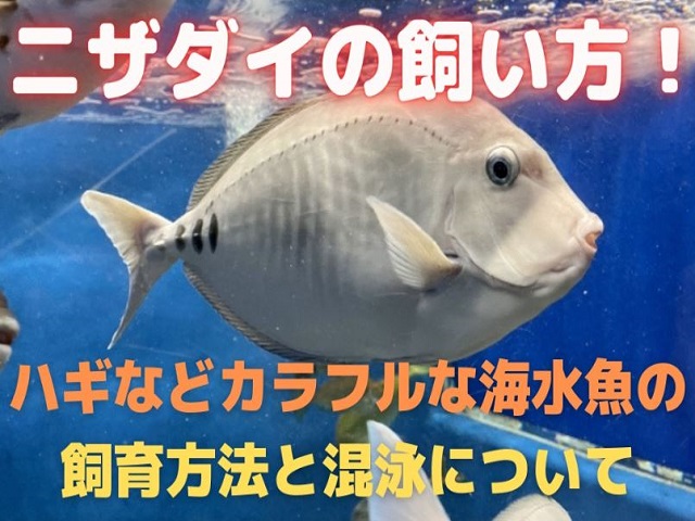 ニザダイの飼い方と海水魚の飼育方法の見出し画像