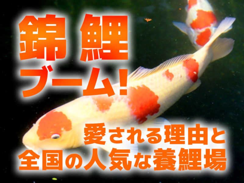 錦鯉ブーム!愛される理由と全国の養鯉場の見出し画像