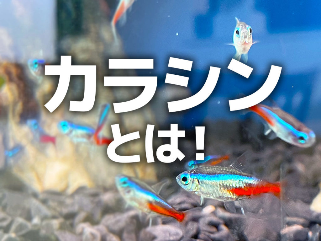 カラシンとは!特徴からおすすめ10種・飼育ポイントをご紹介しますのサムネイル画像