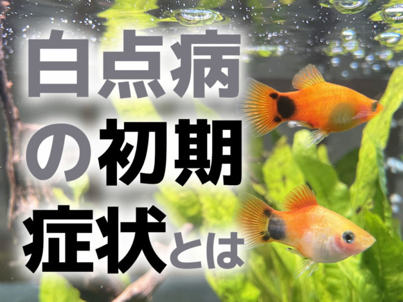 白点病の初期症状とはの文字とオレンジ色の熱帯魚の見出し画像
