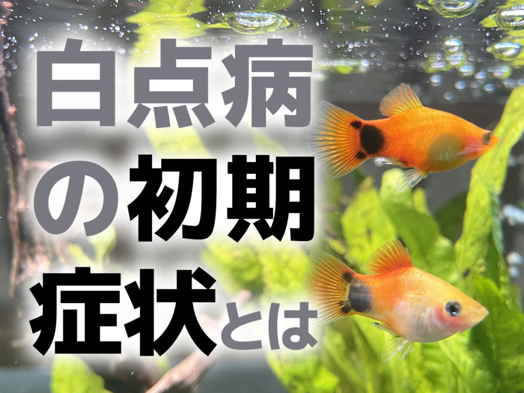 白点病の初期症状とは!体をこする・白い粒が付くなど前兆を解説のサムネイル画像