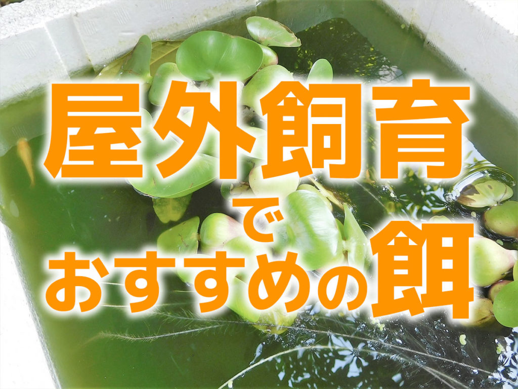 屋外飼育の餌5選！メダカ・金魚・鯉・エビにおすすめの生餌・人工餌のサムネイル画像