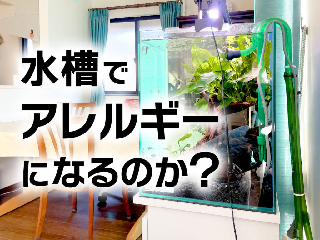 水槽でアレルギーになるのか?症状が出る可能性とお掃除・管理ポイントのサムネイル画像