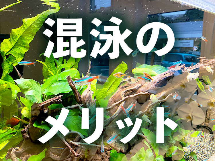 混泳のメリットと書かれた水槽内のネオンテトラの仲間