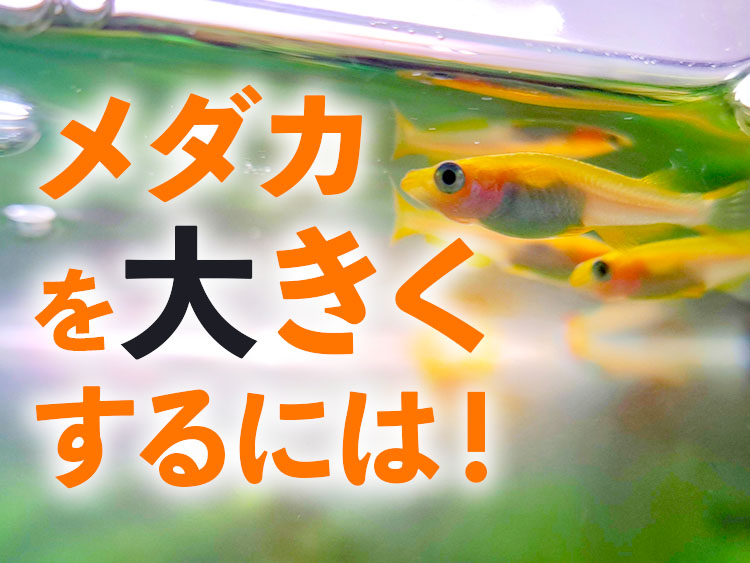メダカを大きくするには!の文字と泳ぐメダカの見出し画像