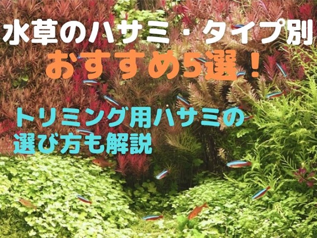 水草のハサミ・タイプ別おすすめ5選!トリミング用ハサミの選び方も解説のサムネイル画像