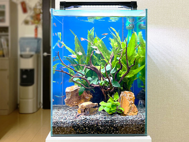 流木と水草を配置した小型カラシンが泳ぐ水槽レイアウト