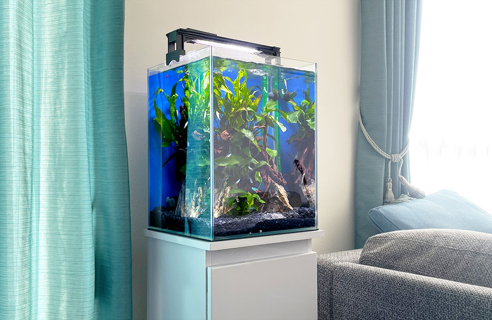 2週間無料で水槽をお試しできます！30cmの小型淡水魚水槽をリビングに設置