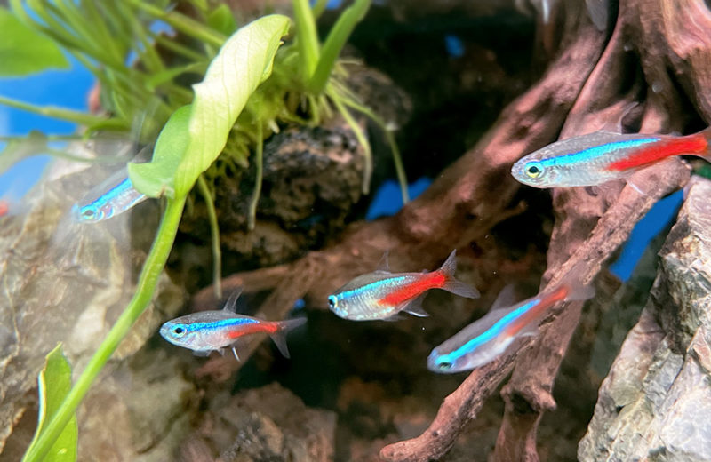 2週間無料で水槽をお試しできます!30cmの小型淡水魚水槽をリビングに設置 水槽画像4
