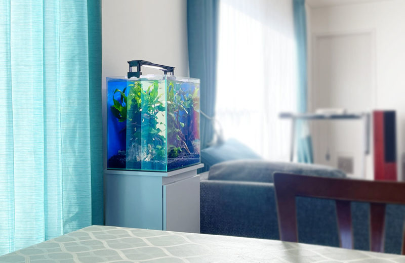 2週間無料で水槽をお試しできます!30cmの小型淡水魚水槽をリビングに設置 水槽画像5
