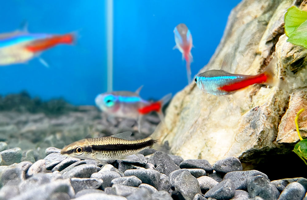 岩の横を泳ぐネオンテトラの仲間と底砂にいる小型熱帯魚