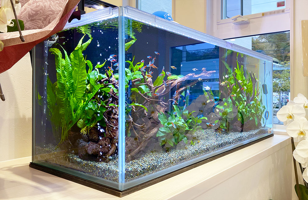 ショールームの120cmアクアリウム！淡水魚がたっぷり泳ぐ水槽ですのサムネイル画像