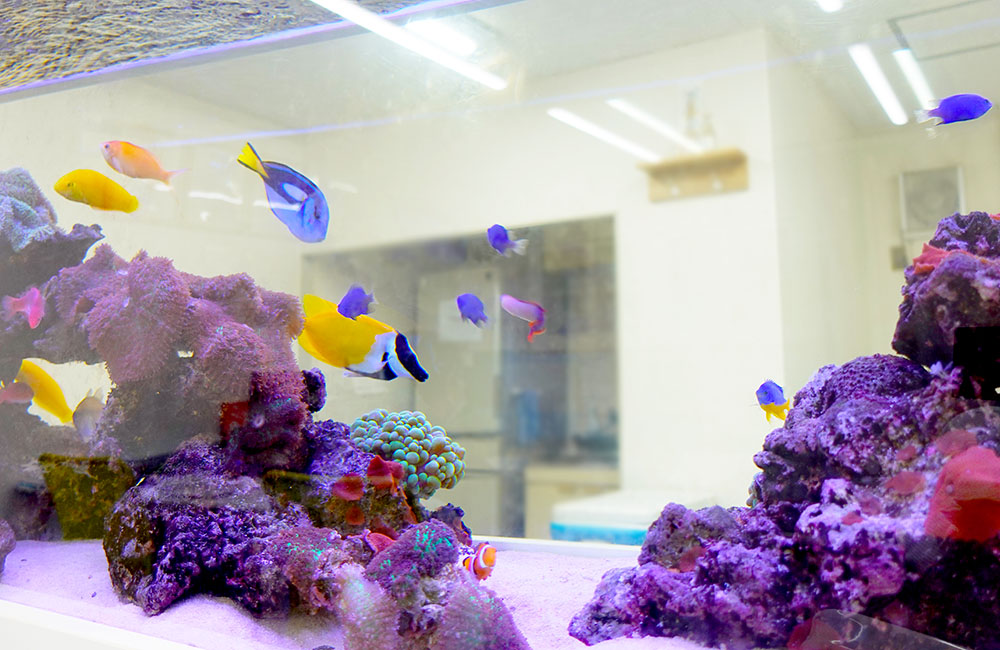 海水魚とサンゴが泳ぐ明るい室内の海水水槽
