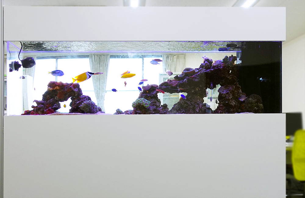 海水魚が泳ぐ白い大型の埋め込み式造作水槽とライブロック