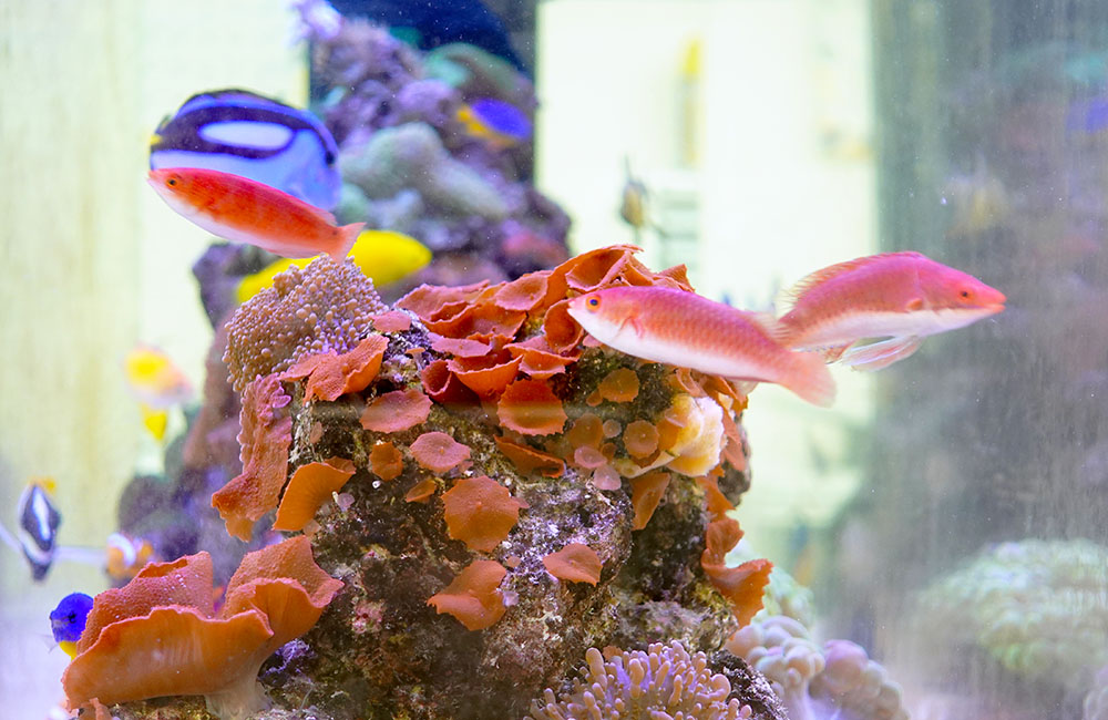 サンゴの周りを泳ぐ赤い海水魚と青い熱帯魚の海水槽