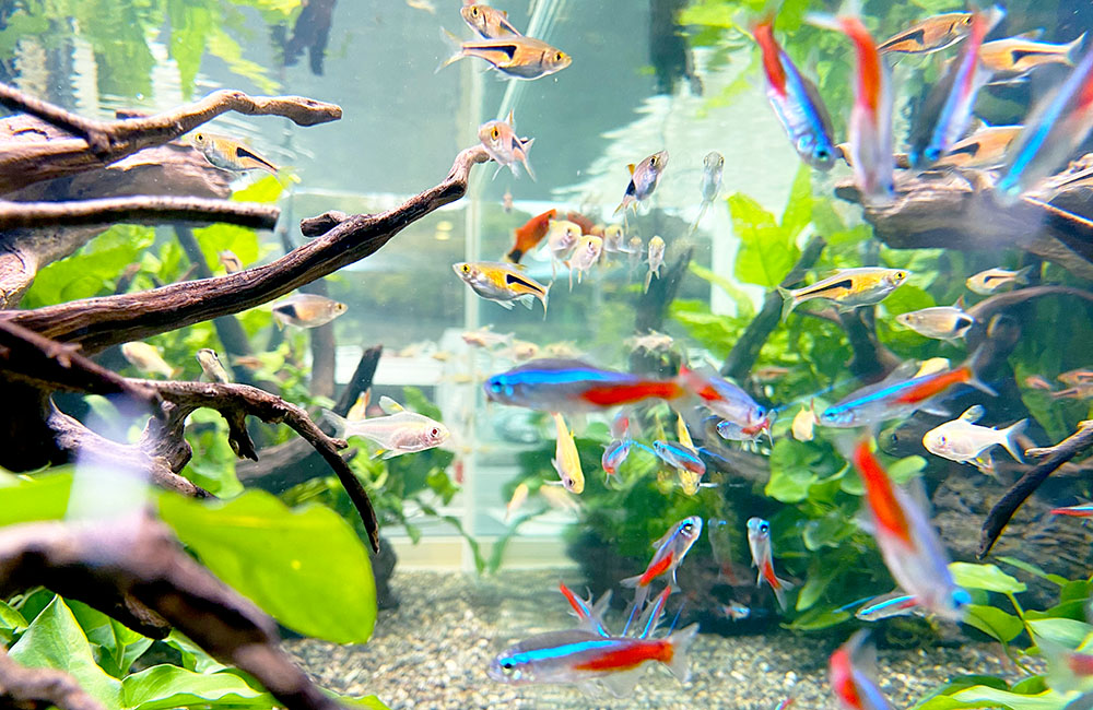 魚レンタル Q&A