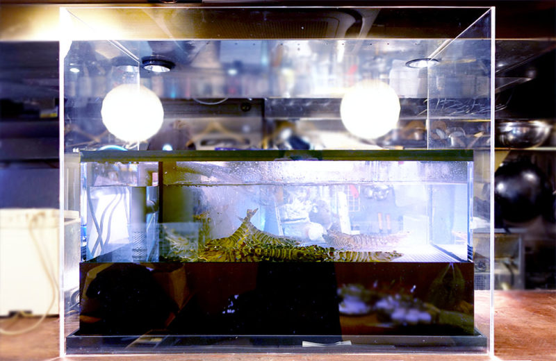 エビのいけすを特注制作!飲食店様の活魚水槽を交換しました! 水槽画像1