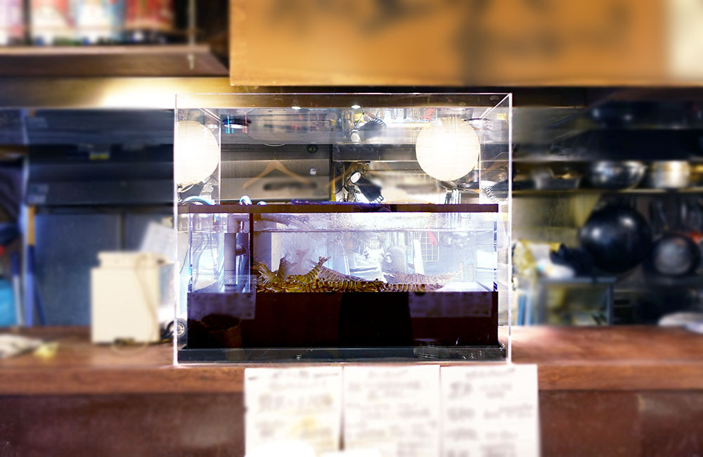 飲食店カウンターに設置された活魚用のアクリル水槽