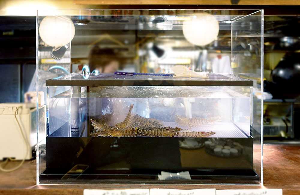 車海老が泳ぐ飲食店カウンター設置の活魚水槽