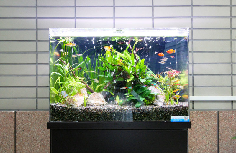 エントランスの熱帯魚水槽!60cm水槽は設置しやすいサイズです 水槽画像3