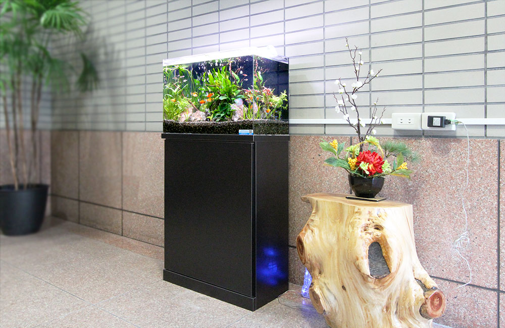 黒い水槽台に設置された水草と小型魚の熱帯魚水槽