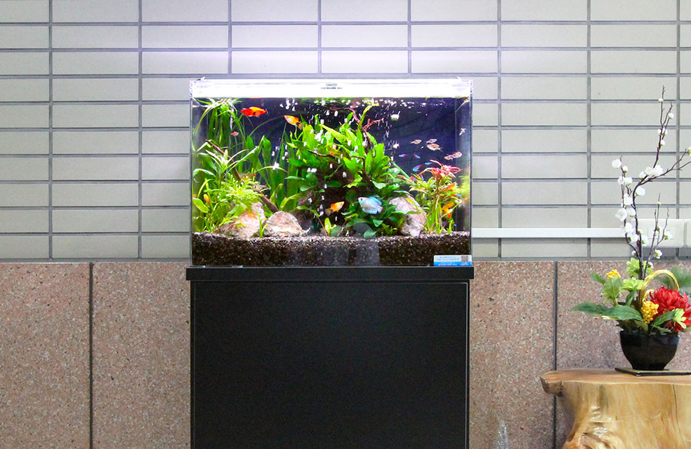 水草と小型熱帯魚が泳ぐ黒い水槽台に置かれた水槽