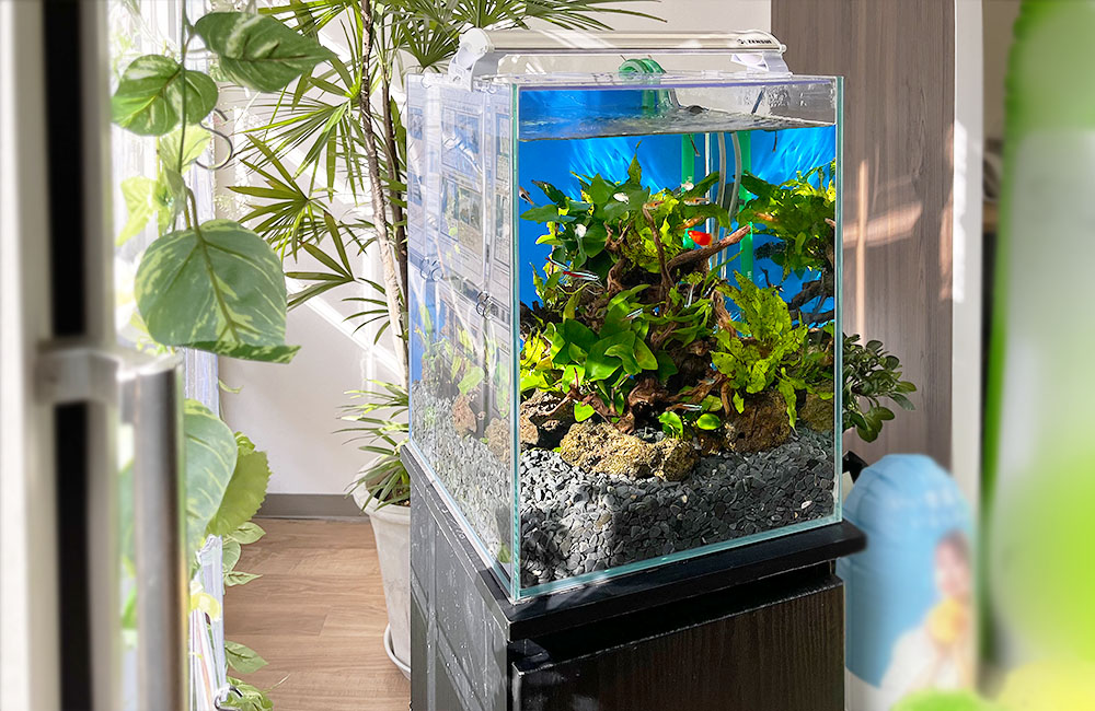 水草と流木を配置した小型水槽と室内の観葉植物