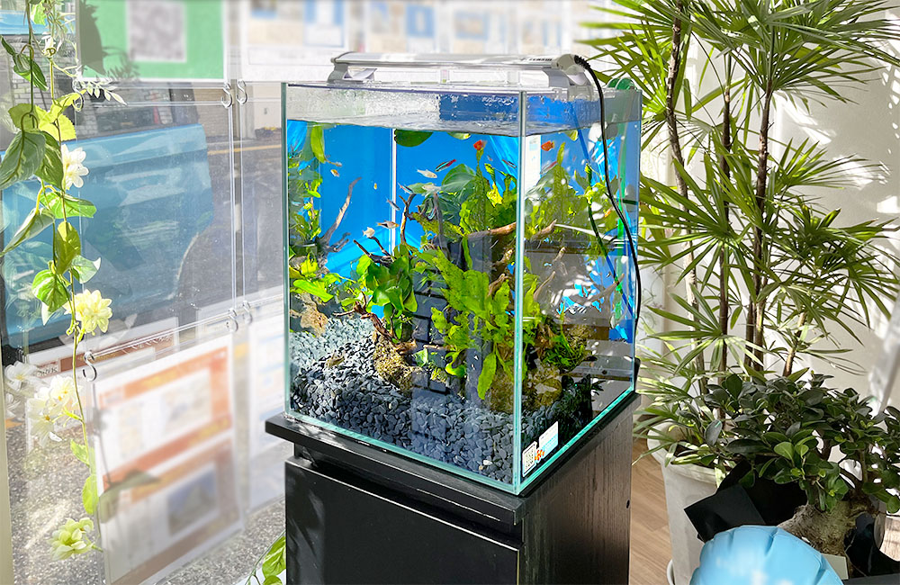 2週間無料お試しキャンペーンで効果を確かめられる