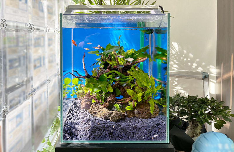 2週間無料のお試しアクアリウム!企業様に設置した30cm淡水魚水槽 水槽画像2