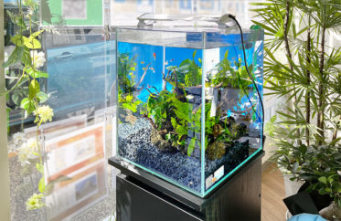 2週間無料のお試しアクアリウム！企業様に設置した30cm淡水魚水槽